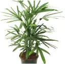 Rhapis Excelsa Palm Plant