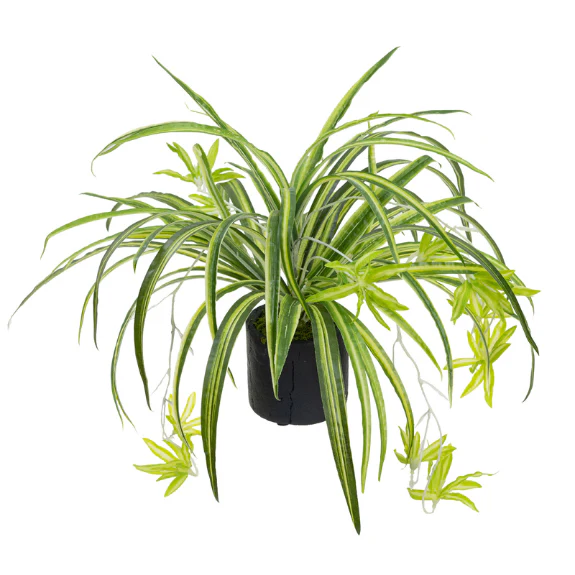 Spider Plant