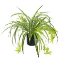 Spider Plant