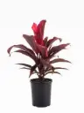 Dracena Red Plant