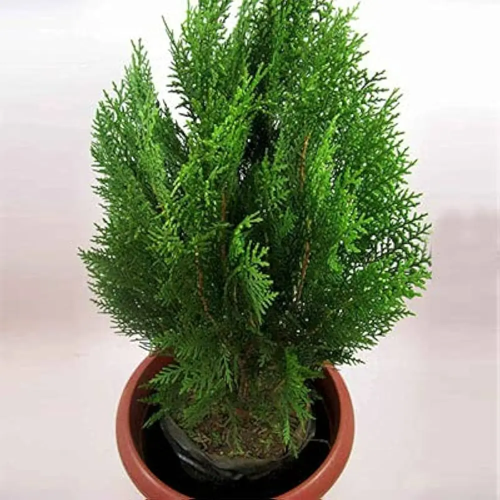 Morpankhi Plant