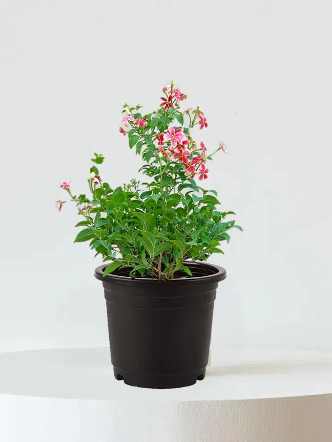 Madhumalti plant