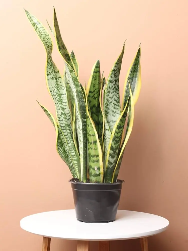 Snake Plant
