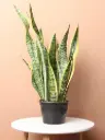 Snake Plant