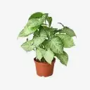 Syngonium Variegated Plant Syngonium Variegated Plant