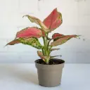 Aglaonema Lipstick Plant