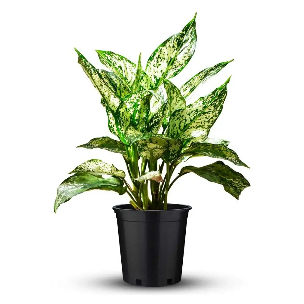 Green Aglaonema Plant