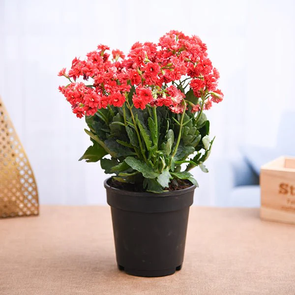 Kalanchoe Plant (Red)