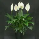 Peace Lily Plant
