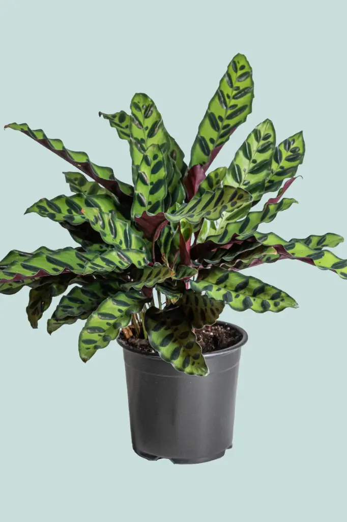 Peacock Plant