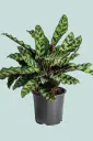Peacock Plant