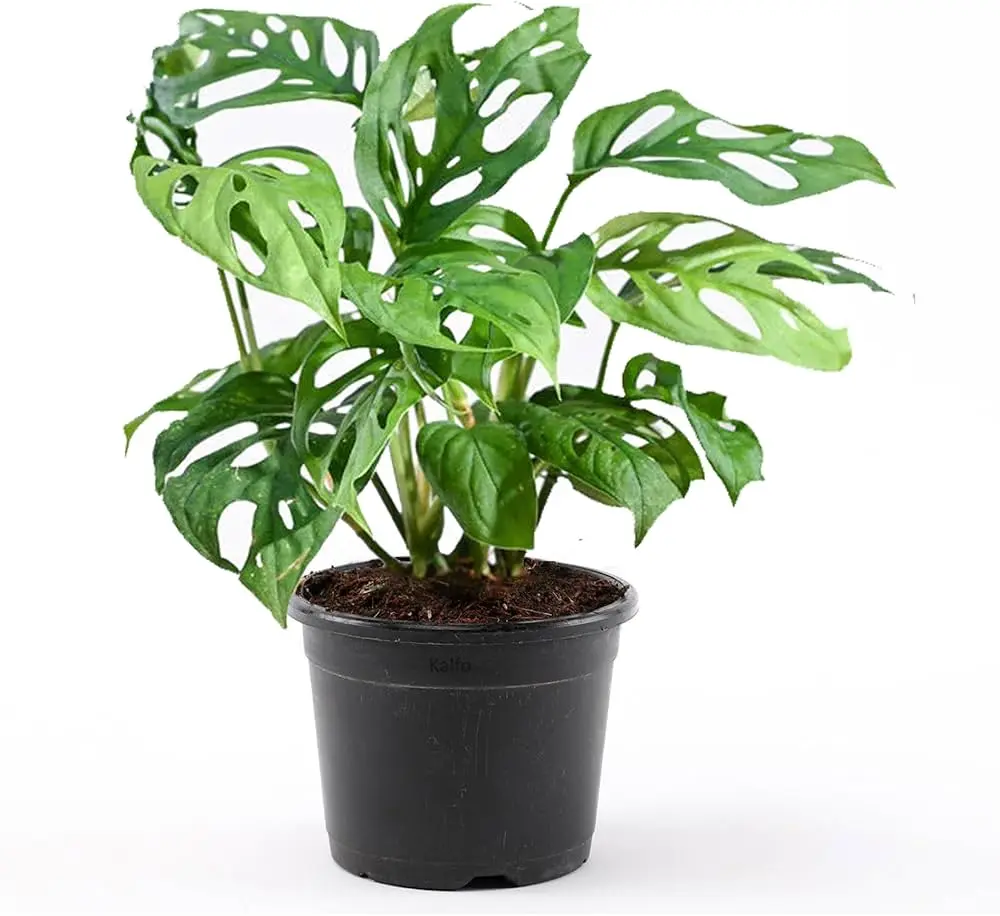 Broken Heart Plant