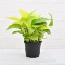 Money Plant