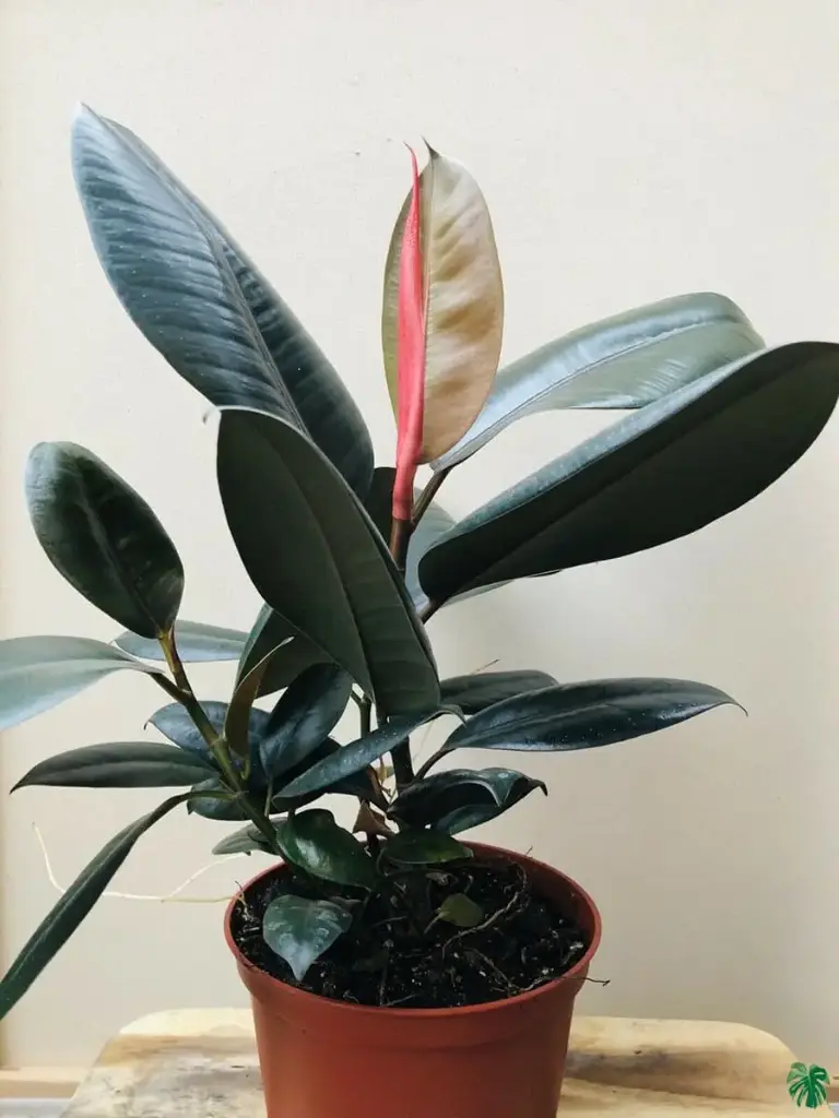 Rubber Plant