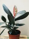 Rubber Plant