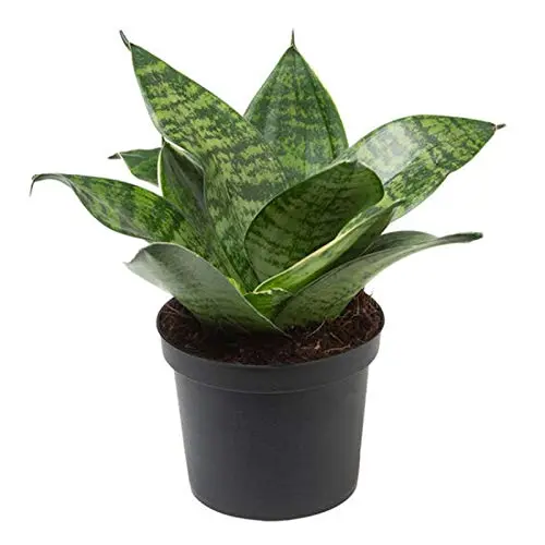 Sansevieria Trifasciata Hahnii, Snake Plant