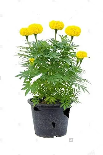 Marigold Plant