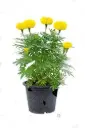 Marigold Plant
