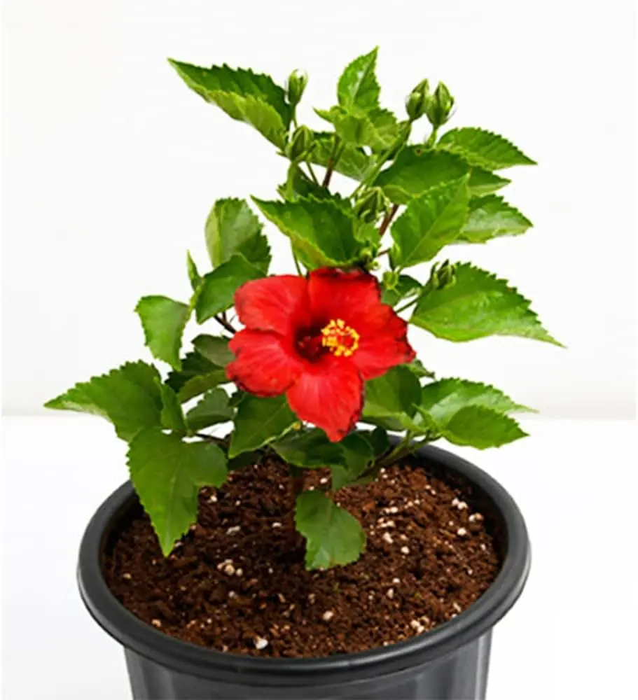 Hibiscus Plant