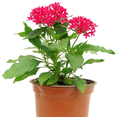 Pentas Plant (Red)