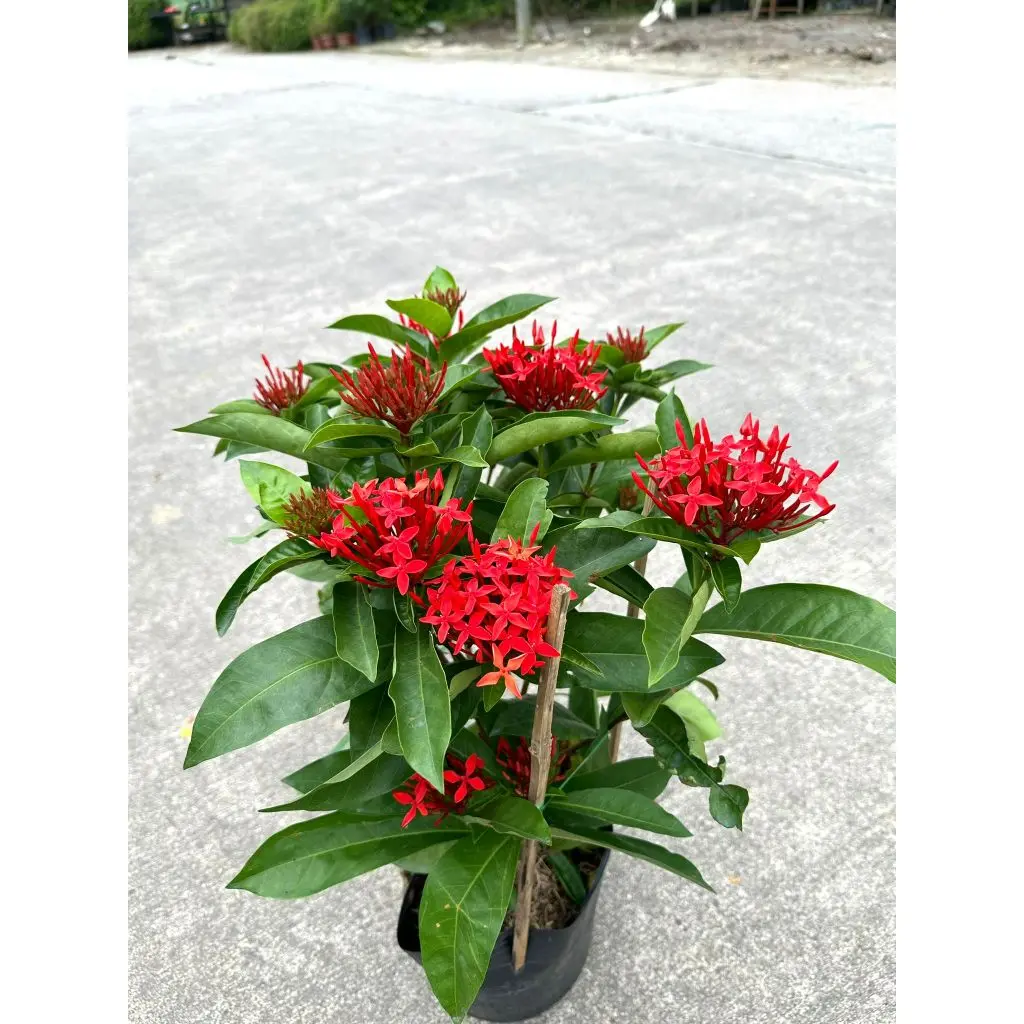 Ixora Plant (Red)