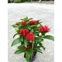 Ixora Plant