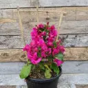 Bougainvillea Plant