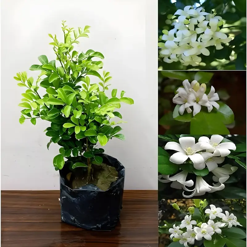 Kamini - Plant