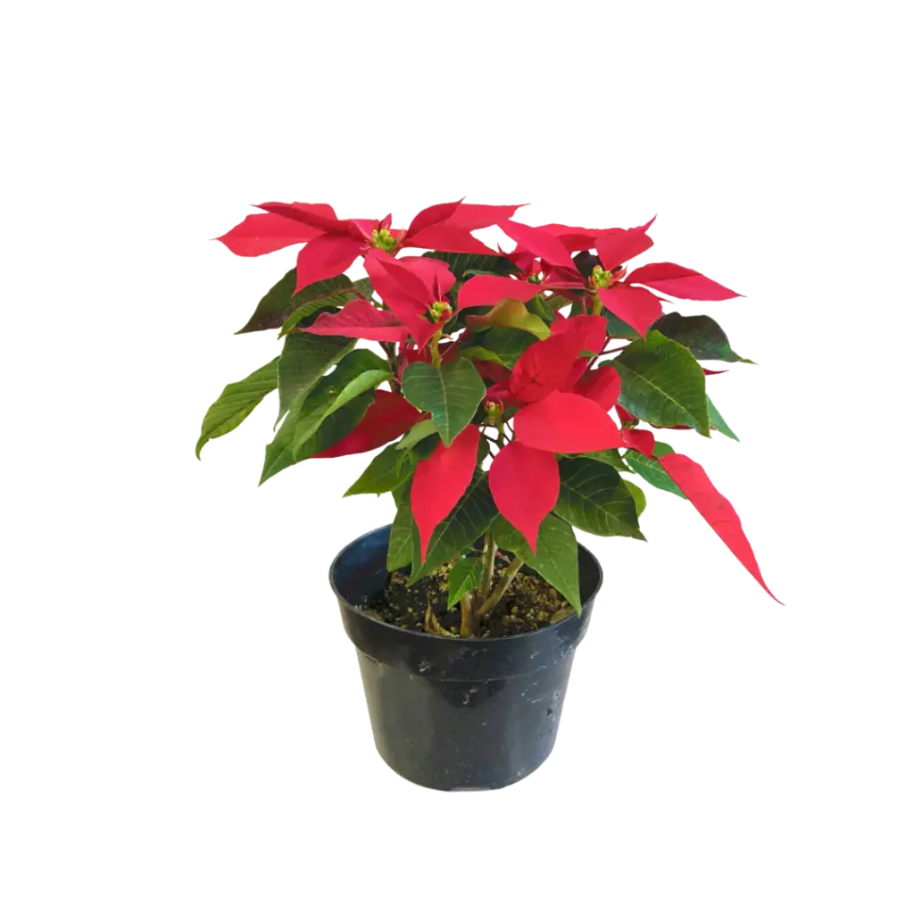 Poinsettia, Christmas Flower (Red)