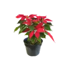 Poinsettia, Christmas Flower