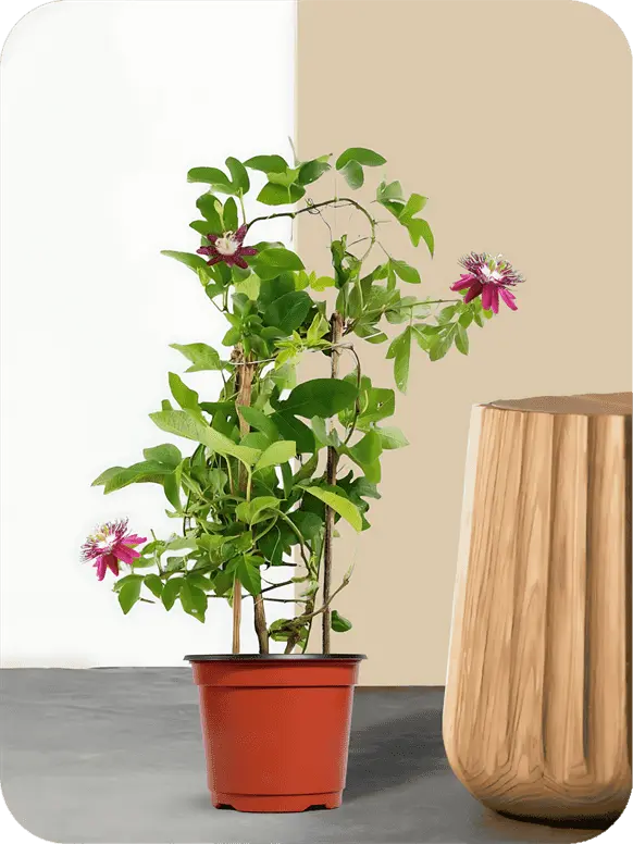 Krishna Kamal plant 