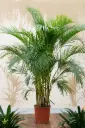 Areca Palm Plant (Big)