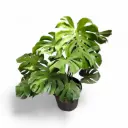 Monstera Plant (XL)