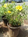 Allamanda Plant