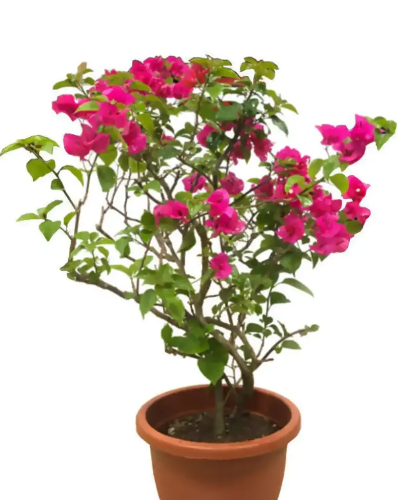 Bougainvillea Plant (XL)