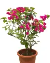 Bougainvillea Plant (XL)