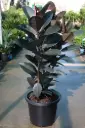 Rubber Plant (XL)