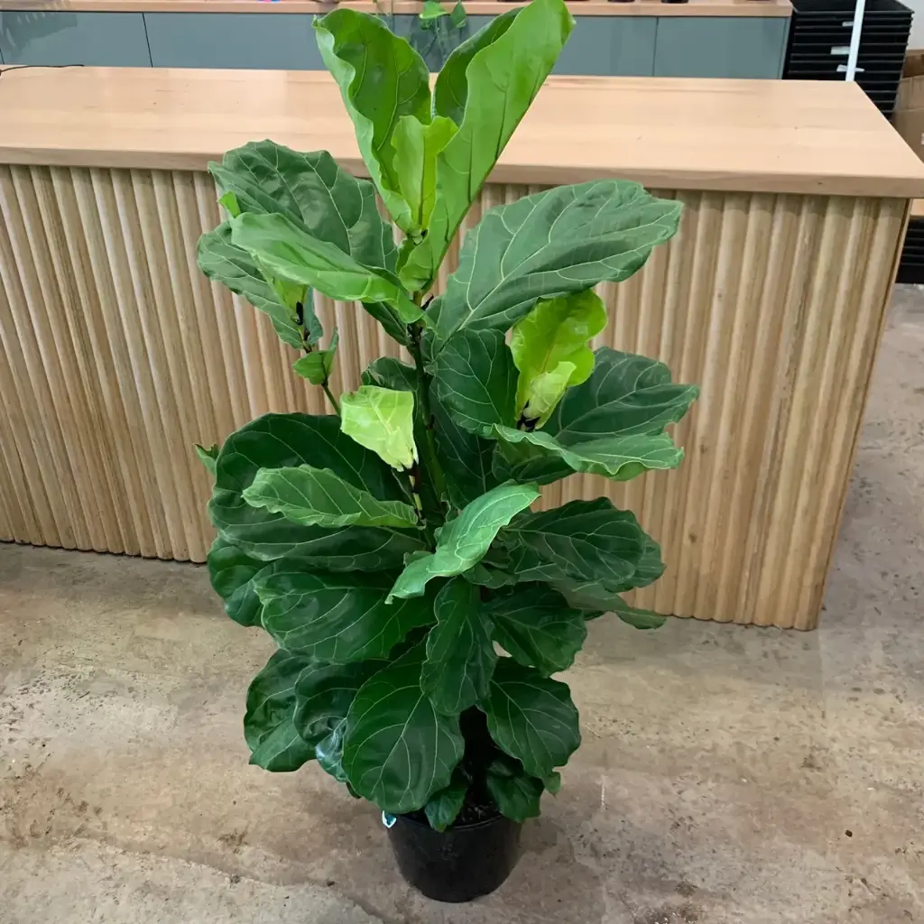Fiddle Leaf Plant (Xl)