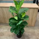 Fiddle Leaf Plant (Xl)