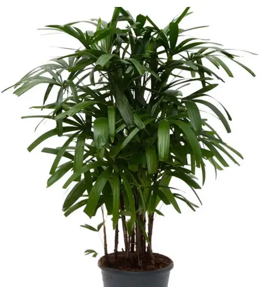 Rhapis-Lady Palm (XL)