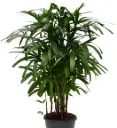 Rhapis-Lady Palm (XL)