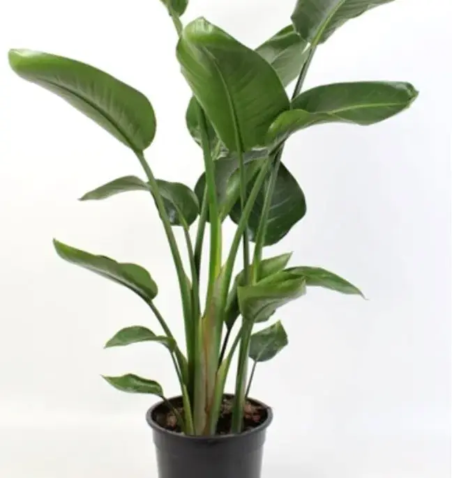 Bird of Paradise Indoor plants for home, Office Decor (XL)