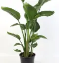 Bird of Paradise Indoor plants for home, Office Decor (XL)
