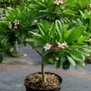 Chapa Plant (XL)
