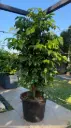  ficus plant (XL)