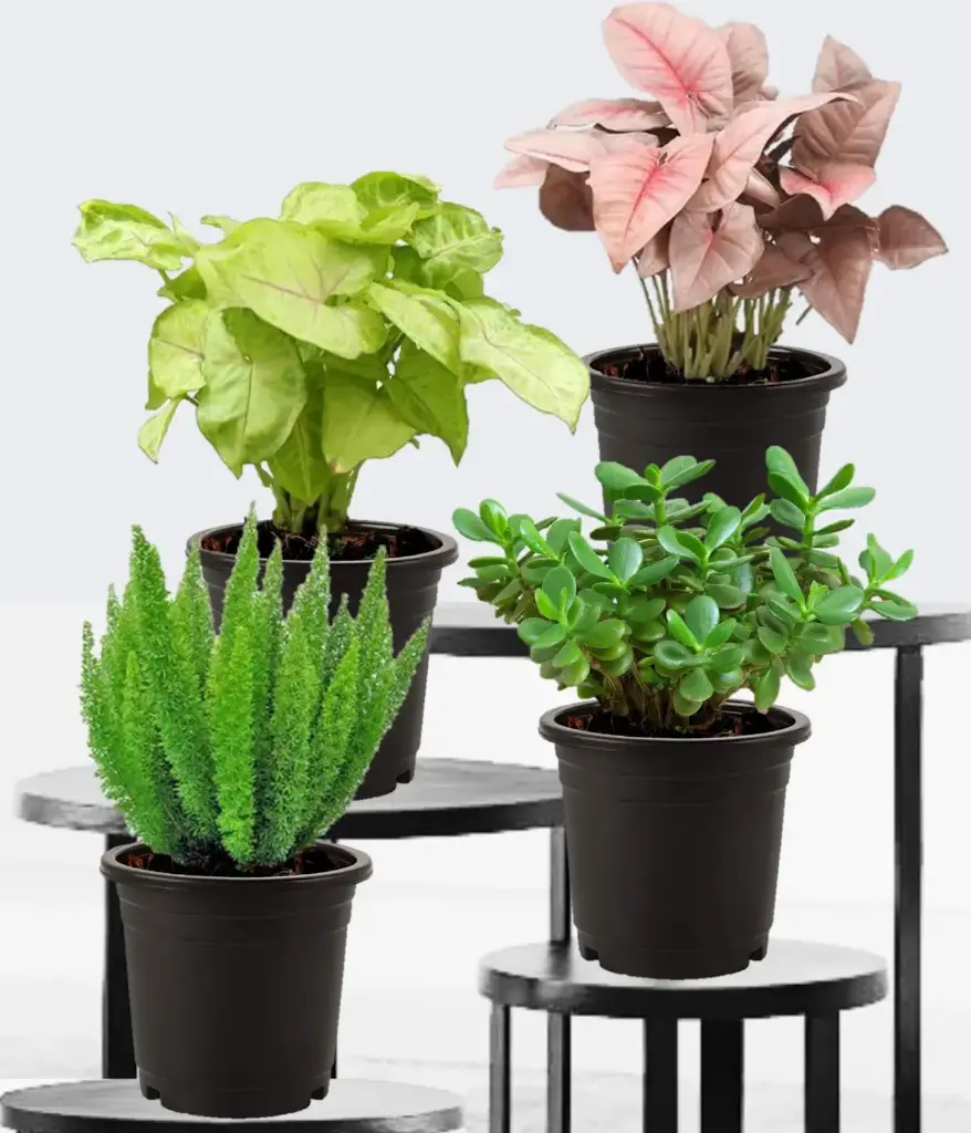 Top 4 Indoor House Plants for Indoor Decoration