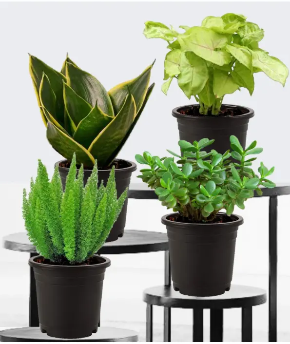 Indoor Top 4 Air purifying Plant