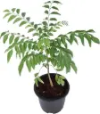 Kadi Patta Plant