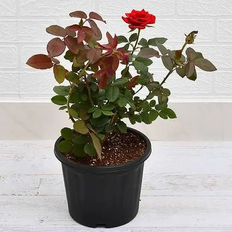Rose Plant