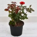 Rose Plant